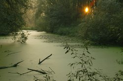 Die Radolfzeller Aach im Morgengrauen