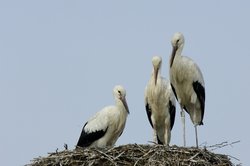 Weißstörche auf einem Horst