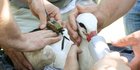 Ein gefangener Storch wird besendert. 