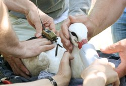 Ein gefangener Storch wird besendert. 