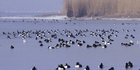 Reiherenten auf dem winterlichen Bodensee