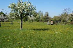 Blick auf eine Streuobstwiese