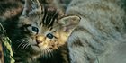 Eine junge Wildkatze schaut aus ihrem Versteck