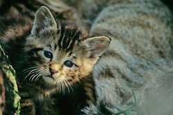 Eine junge Wildkatze schaut aus ihrem Versteck