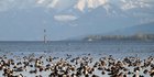Das Bild zeigt rastende Enten auf dem winterlichen Bodensee.