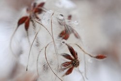 Das Bild zeigt Schneekristalle auf einem Fruchtstand