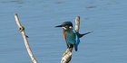 Eisvogel auf einem Zweig über dem See
