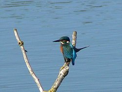 Eisvogel auf einem Zweig über dem See