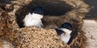 Mehlschwalben im Nest
