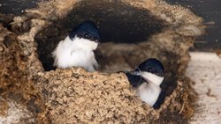 Mehlschwalben im Nest