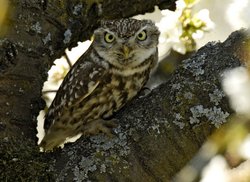 Steinkauz auf einem Baum